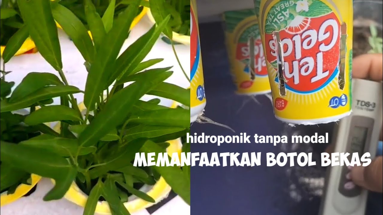 belajar hidroponik dari barang bekas hasil berkualitas