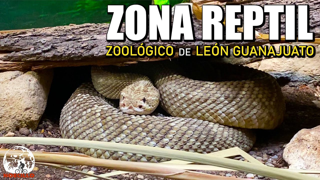 Zona Reptil del Zoologico de Leon Guanajuato Noecillo