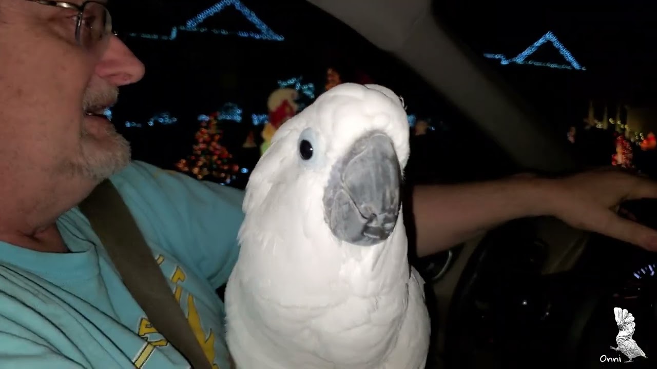 Amazing Christmas Lights On Jason Drive, Chattanooga and Whoville with Onni Cockatoo 2021