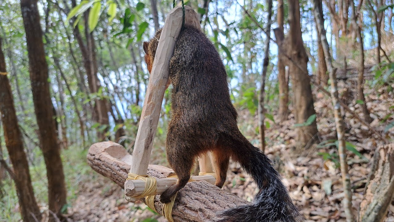 Green Wild Life: How to make an amazing 3 wire trap to trap squirrels in the wild