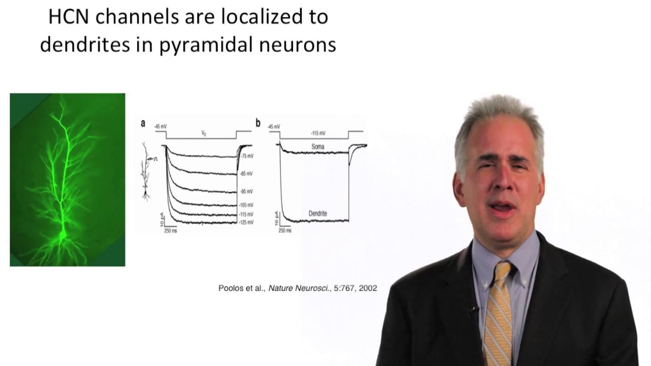 HCN Channels in Epilepsy - Nicholas Poolos