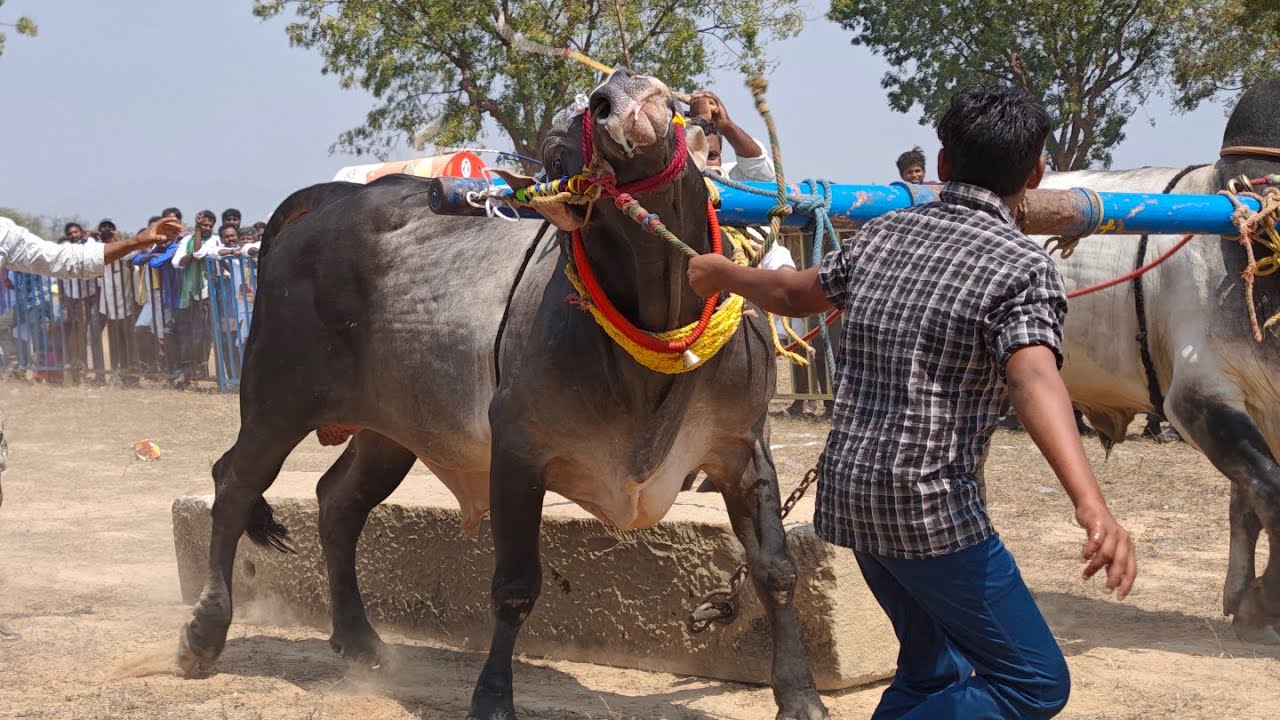 అన్నమయ్య జిల్లా లక్కిరెడ్డిపల్లె మండలం అనంతపురం గ్రామం ఓల్డ్ కేటగిరీ 3వ జత 💥💥💥