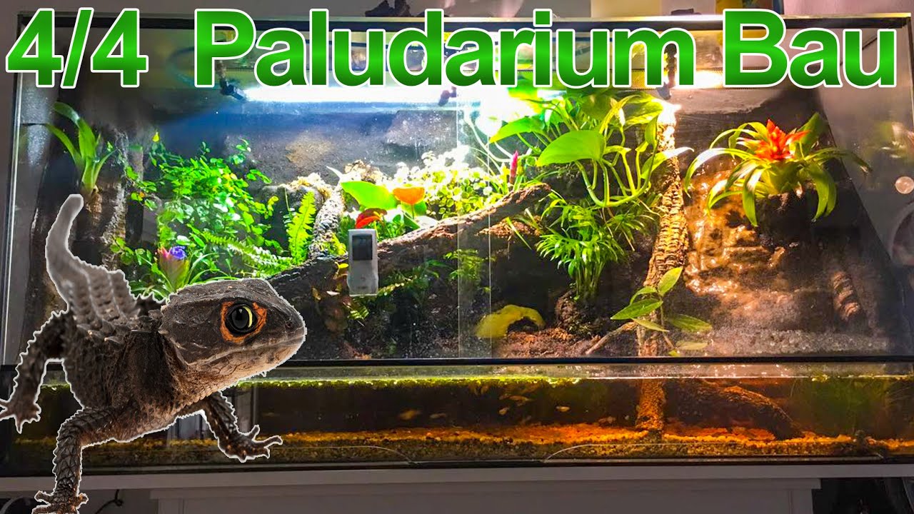 120x50x60 Paludarium Bau -- Buschkrokodile -- Teil 4 -- Einrichtung + Präsentation