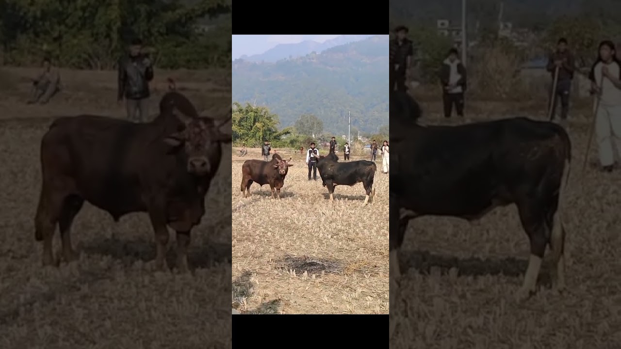 #nepalisong #tiktokvideo #trendingshorts #viralvideo #bullfightingculture #tanhun#vyas #8 gadapani 