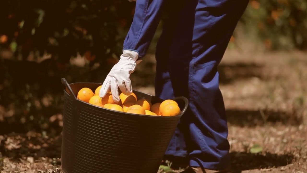 LLombart - unser Valensina Frischfruchtkonzept