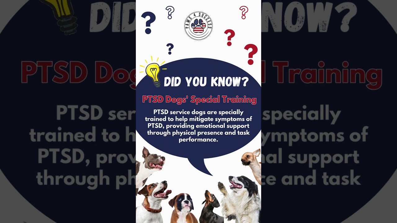 Did you know? PTSD service dogs are superheroes in fur coats! 🐾