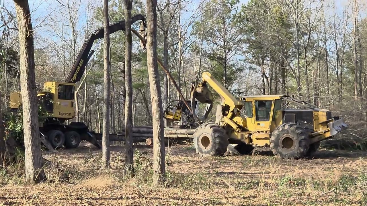 Forestry processor delimbing and cutting logs