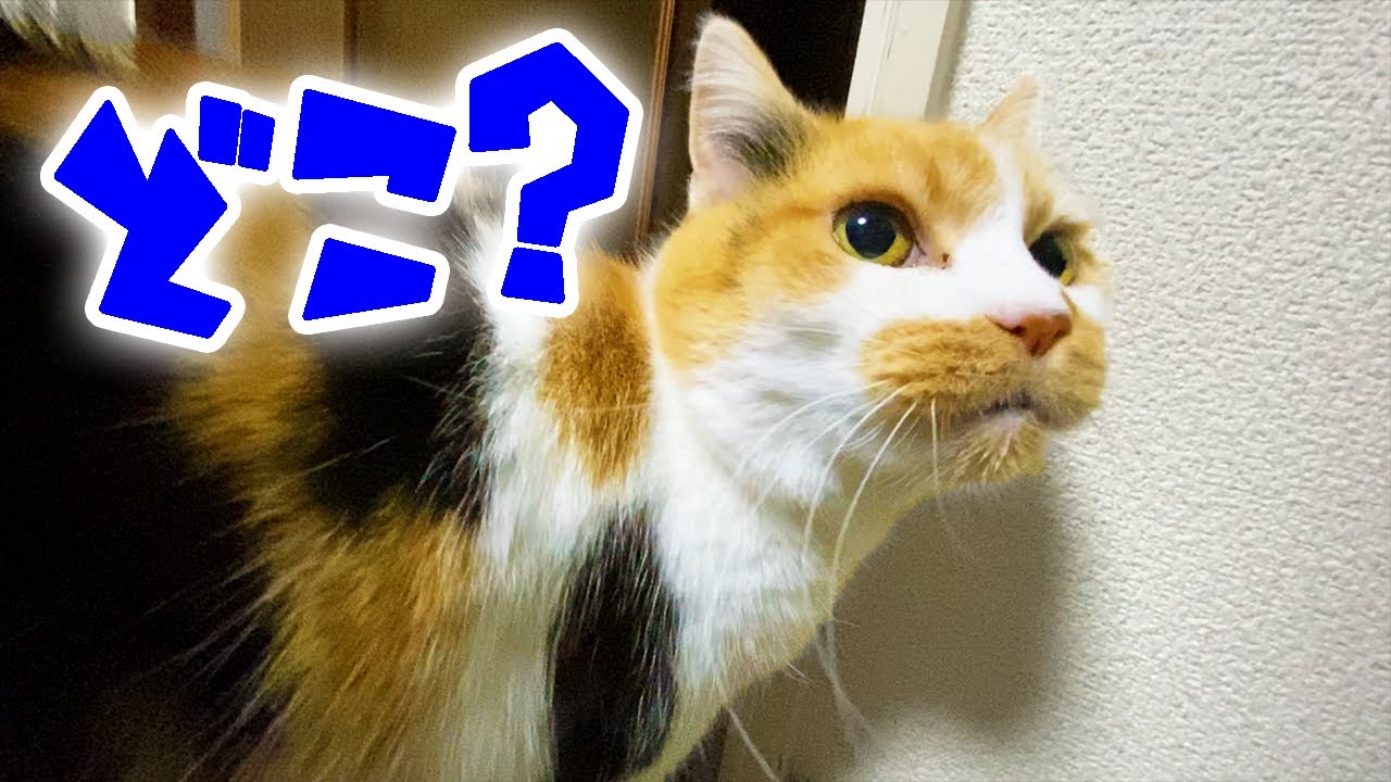 猫の声マネに反応して仲間を探し始める三毛猫