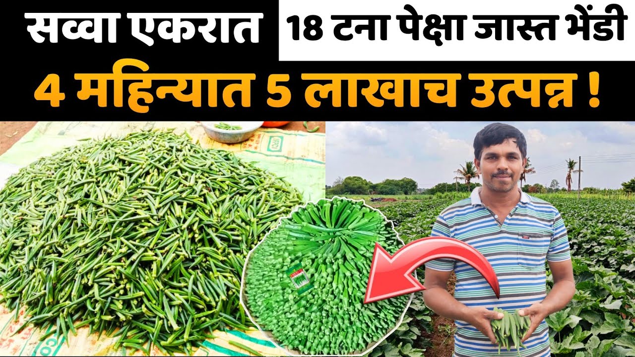 भेंडी लागवड।सव्वा एकरात 18 टना पेक्षा जास्त भेंडी।चार महिन्यात पाच लाखापेक्षा जास्त उत्पन्न।