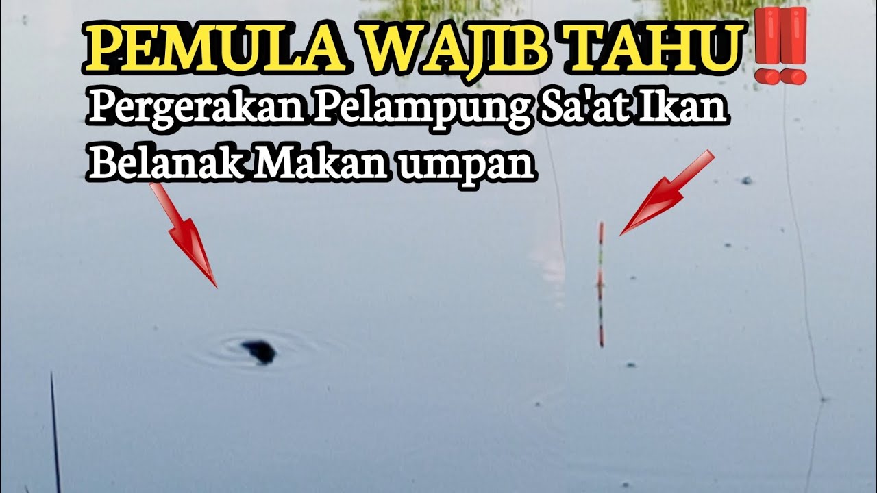 PERHATIKAN PELAMPUNG‼️cara mancing Belanak Agar tidak Boncos#mancingbelanak