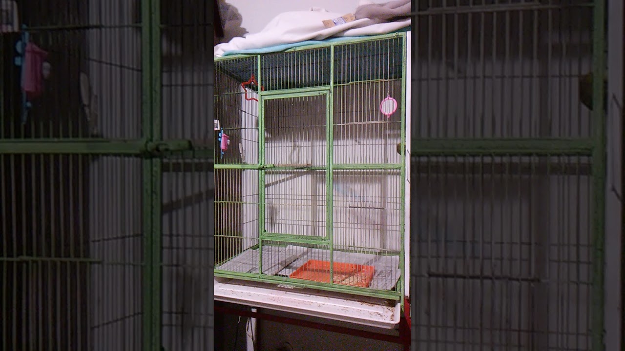 My budgies eating mixed peanuts