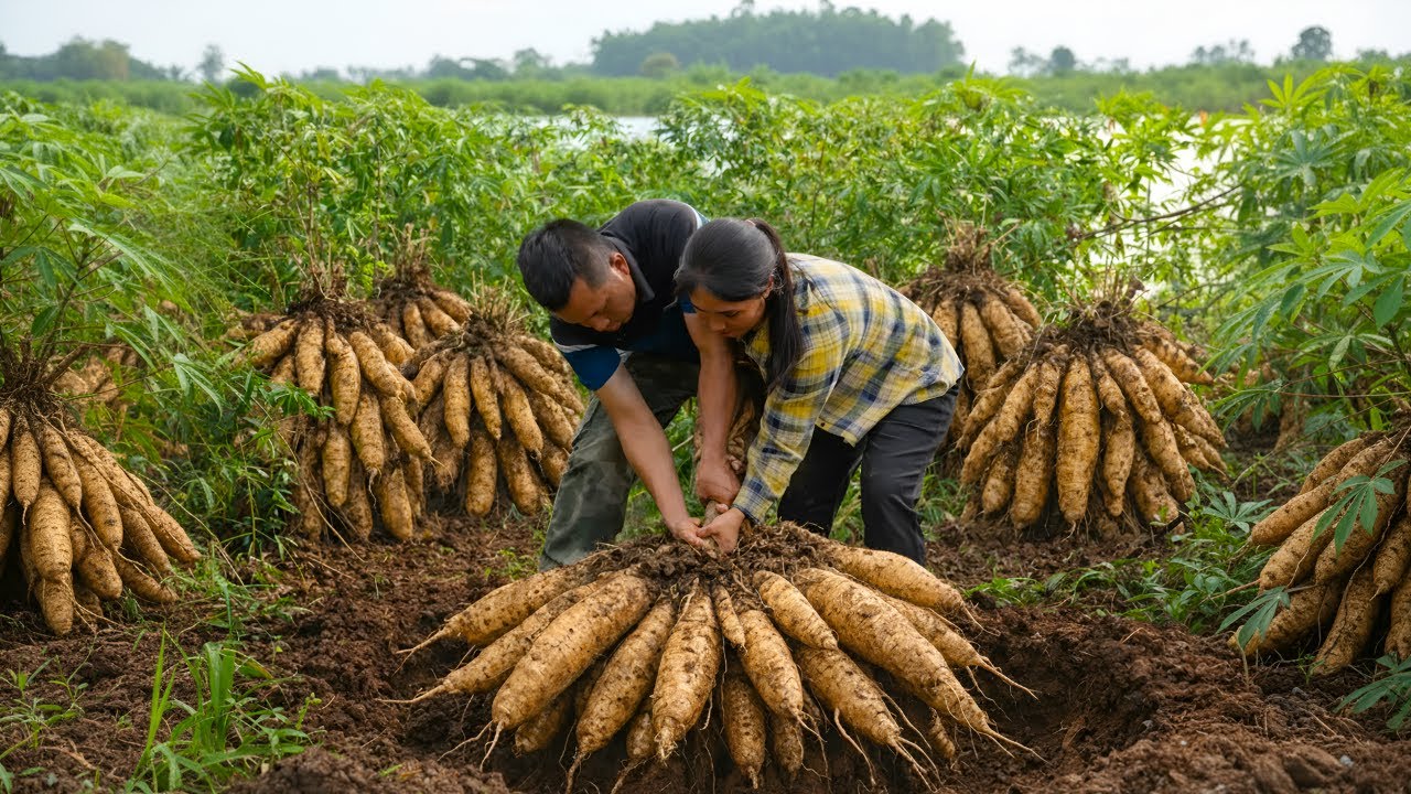 Husband and wife harvest cassava together and make colorful cassava cakes - A family meal