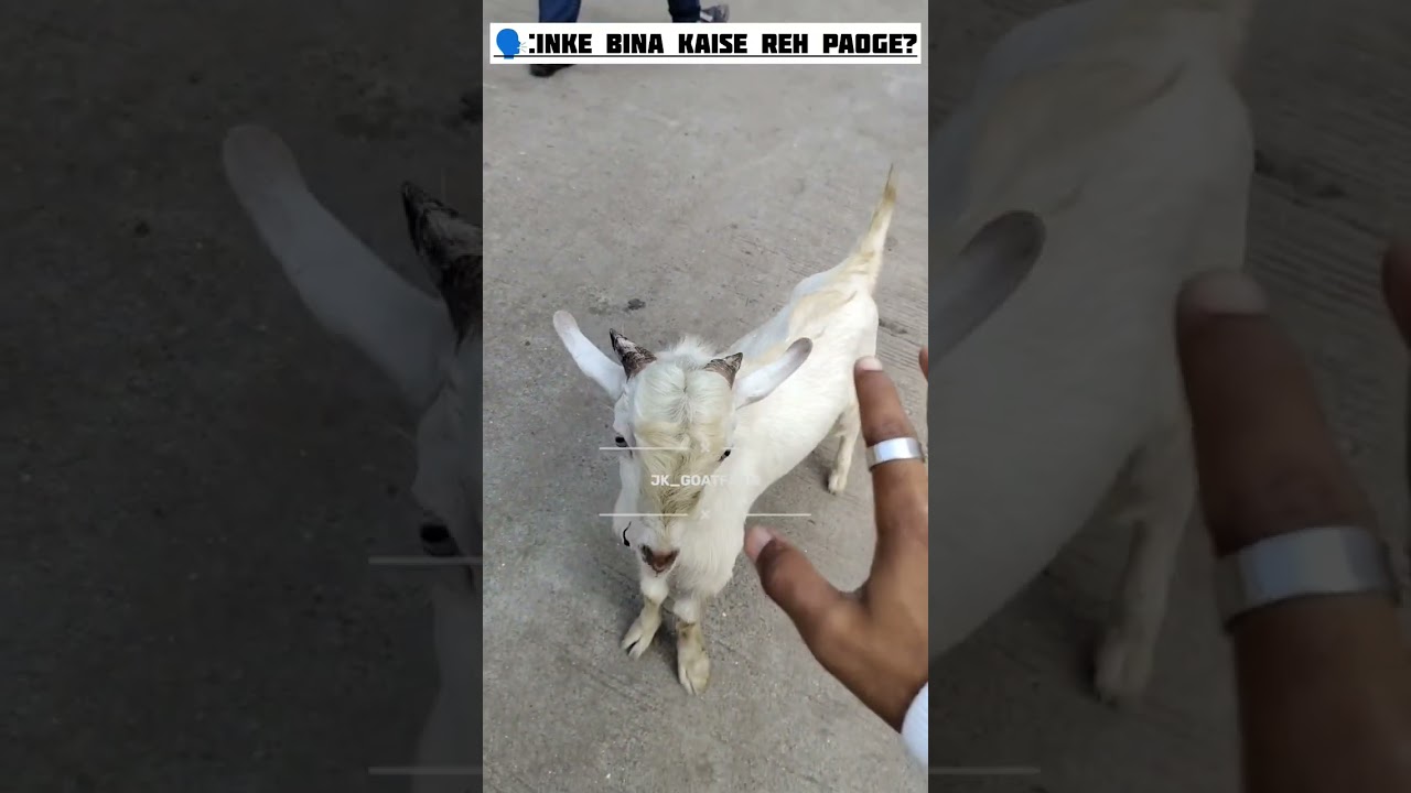 NAZAARA...#youtubeshorts #subscribe #trending #viral  #jk_goatfarm#youtubeindia  #goatfever