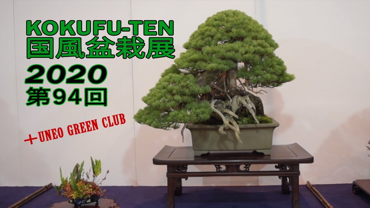 94ème Kokufu Bonsai Ten (2020 - part 2)