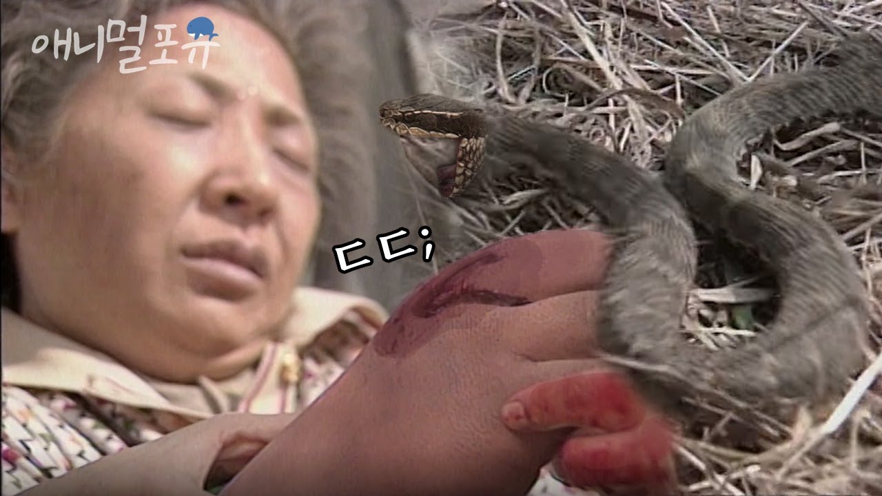 잡초 제거 중이던 할머니를.. 갑자기 공격한 맹독 품은 살모사??🐍 ㄷㄷ; l KBS 긴급구조 119 990418 방송