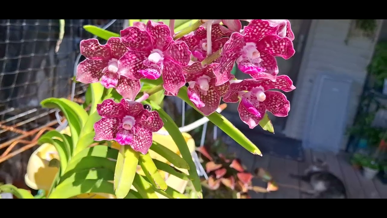 Where have l been?  Plus: vanda blooms!