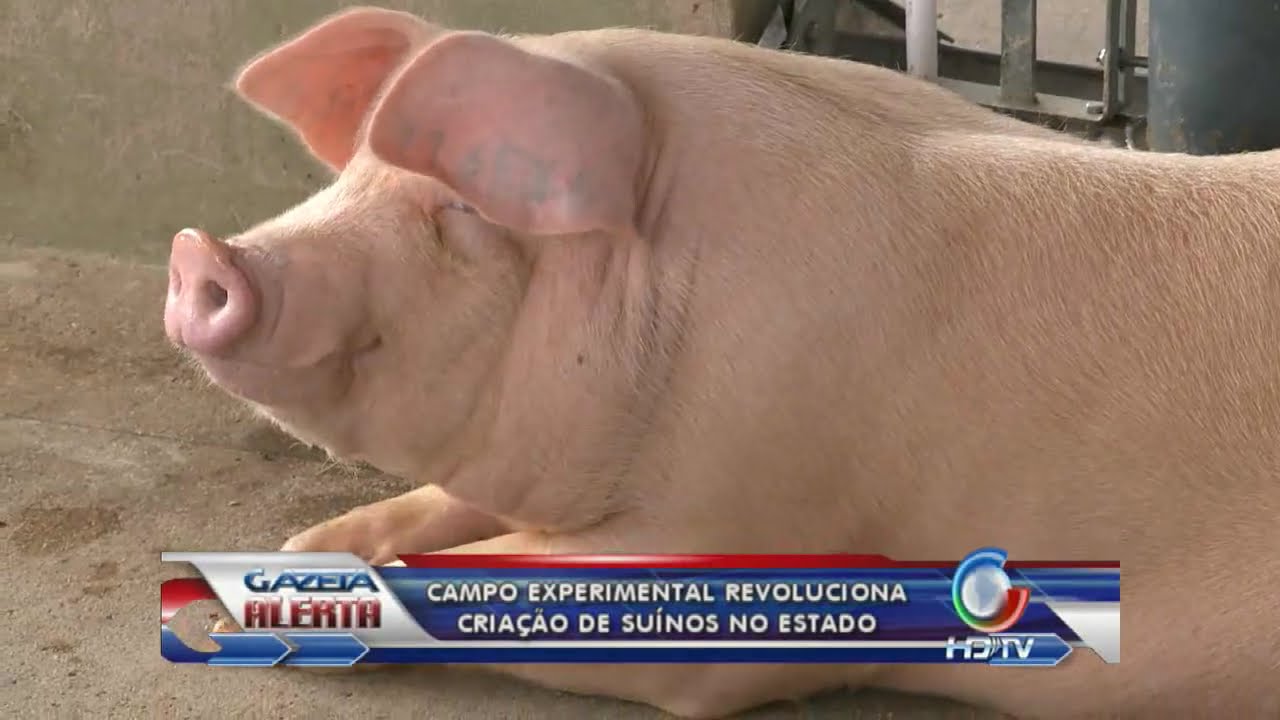 campo experimental revoluciona criação de suinos no estado 09 01 2013