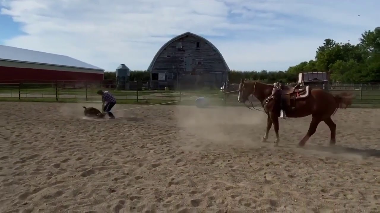 Northern Premier Horse Sale // Lot #4, Steve Hinrichs