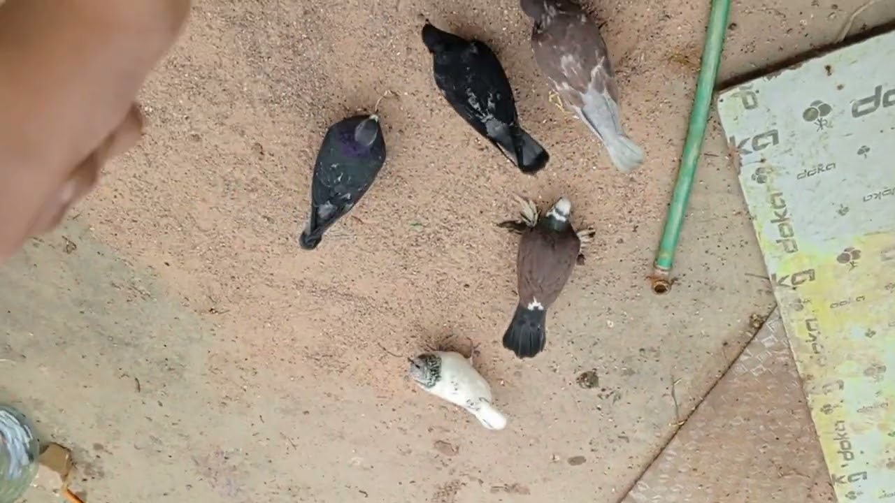 جنايه الطيور