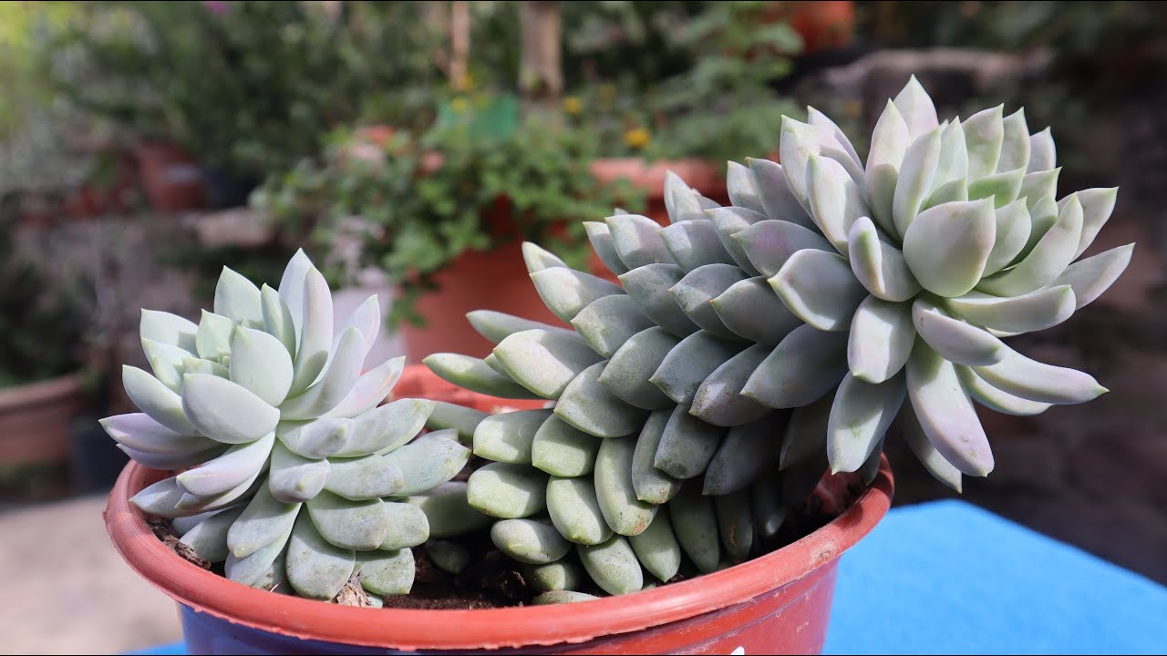 Sedeveria Lilac Mist - Origen y Cuidados