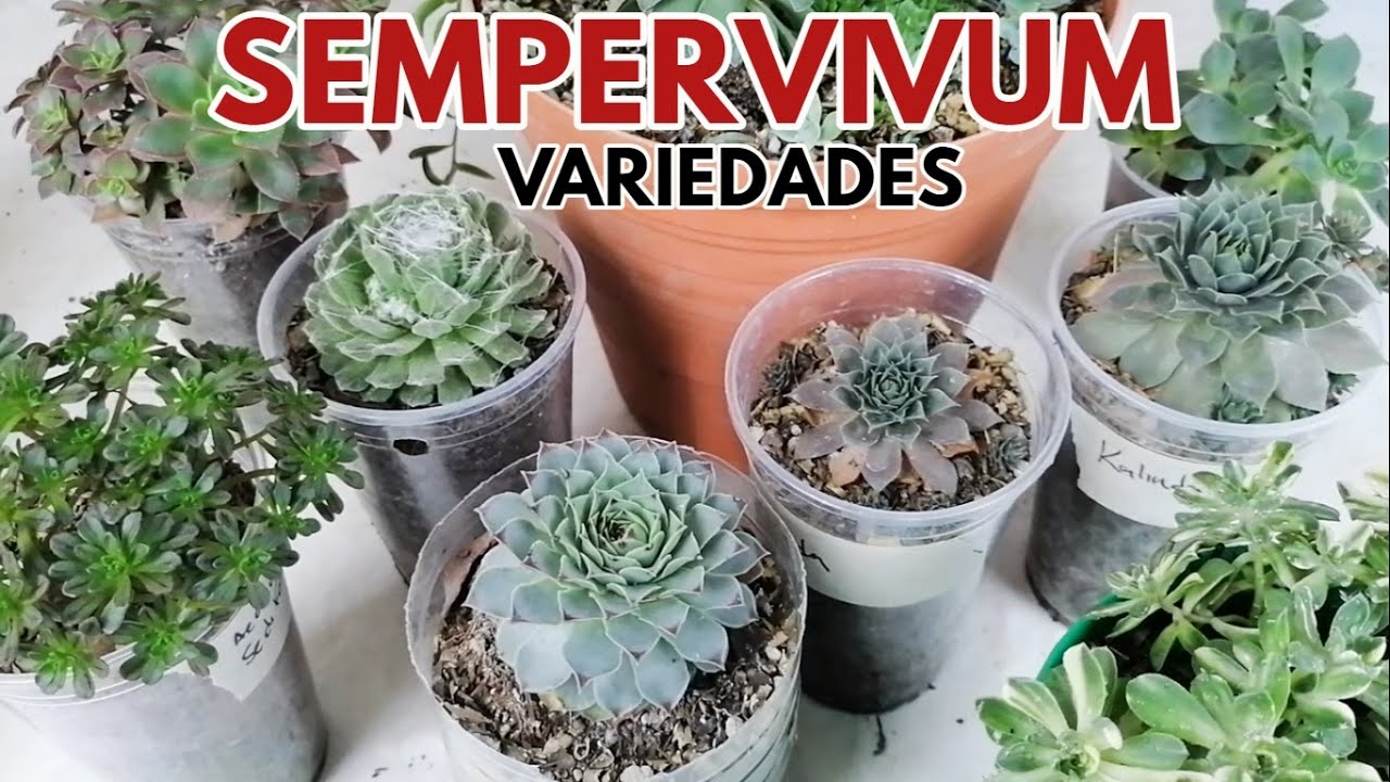 sempervivum variedades donsuculento