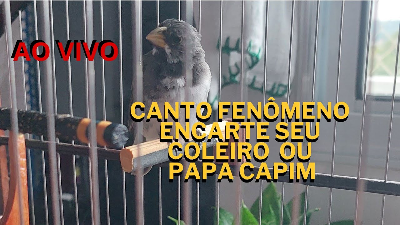 CANTO FENÔMENO- ENCARTE DE COLEIRO