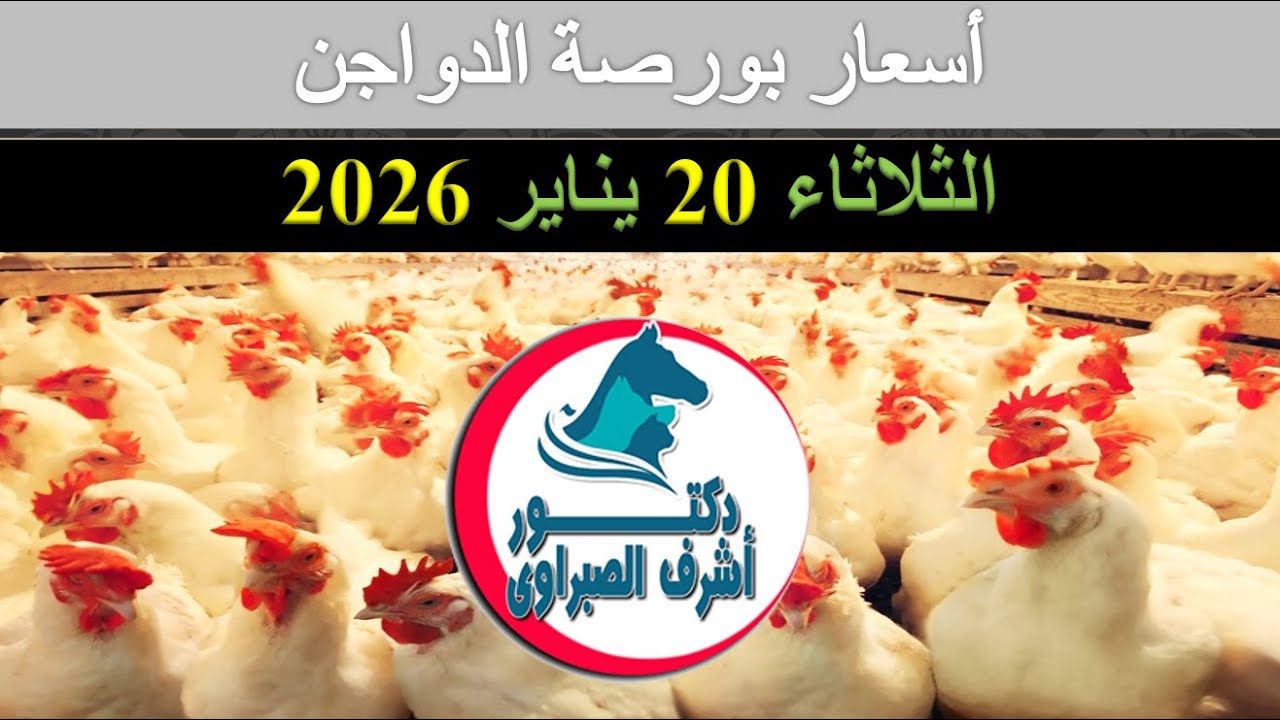 أسعار بورصة الدواجن والكتاكيت والبط والسمان | وأسعار بيض المائدة والعلف اليوم الثلاثاء 20 / 1 / 2026