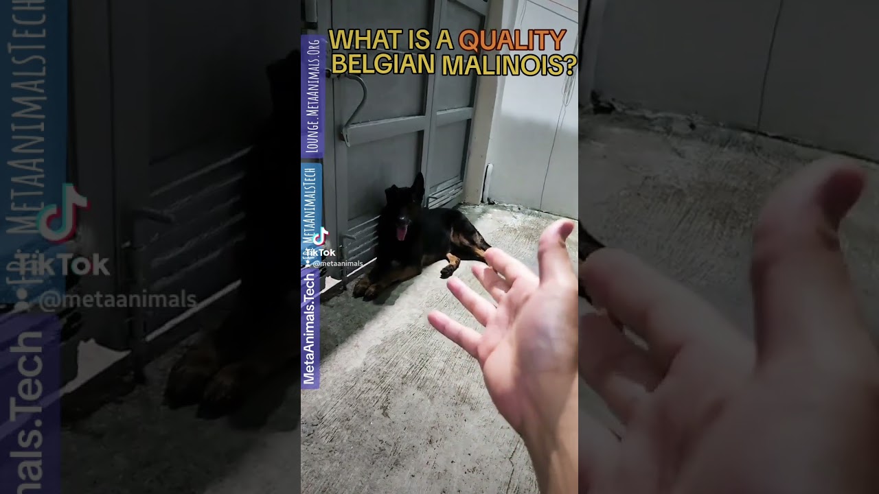 WHAT IS A QUALITY BELGIAN MALINOIS?