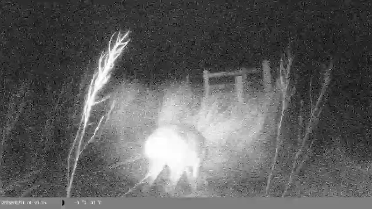 Location B - 31/01 to 20/2/2026 - Trail Cam - Caithness Scotland