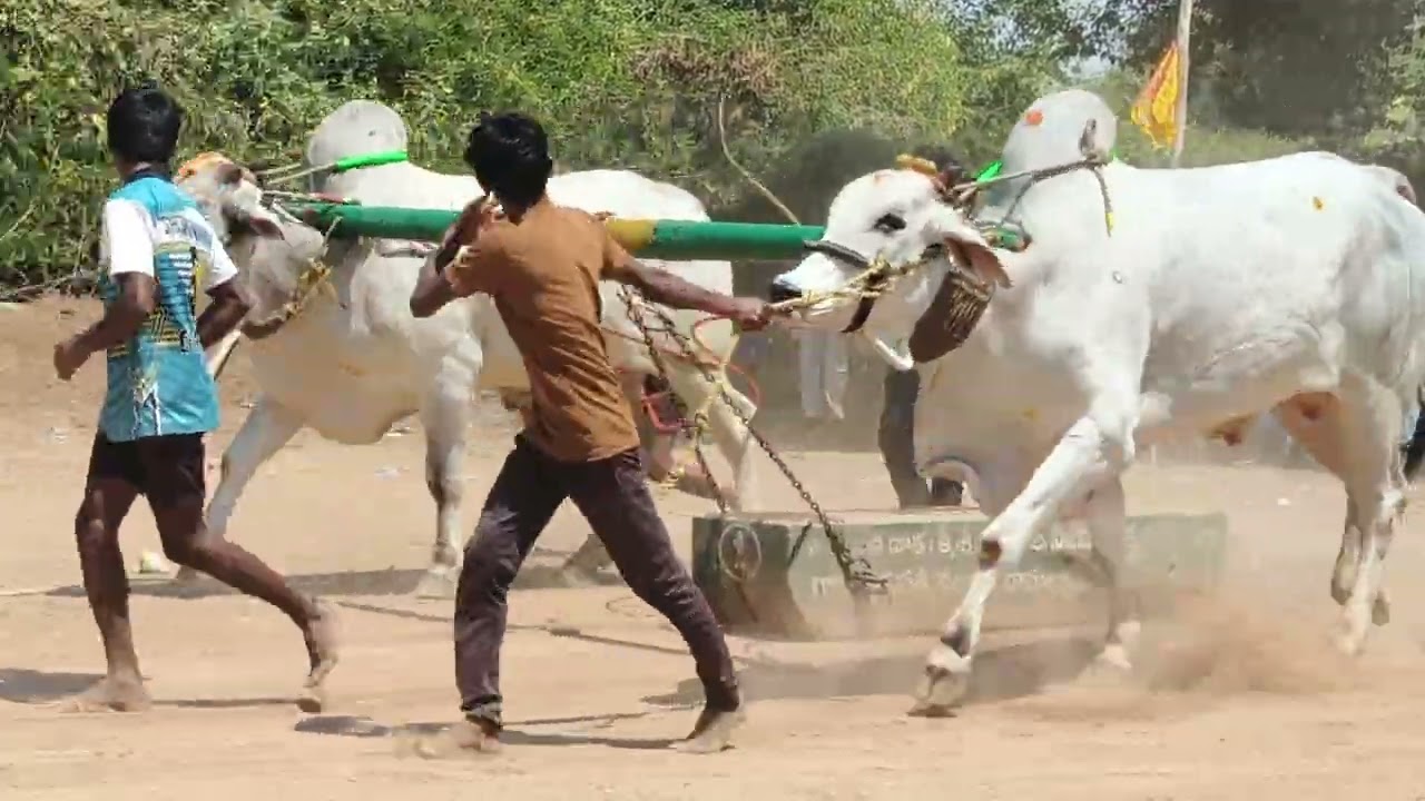 ఒండుట్ల 6పళ్ళ విభాగం 6వ జత. చిన్న శివన్న గారు 2వ బహుమతి సాధించారు.
