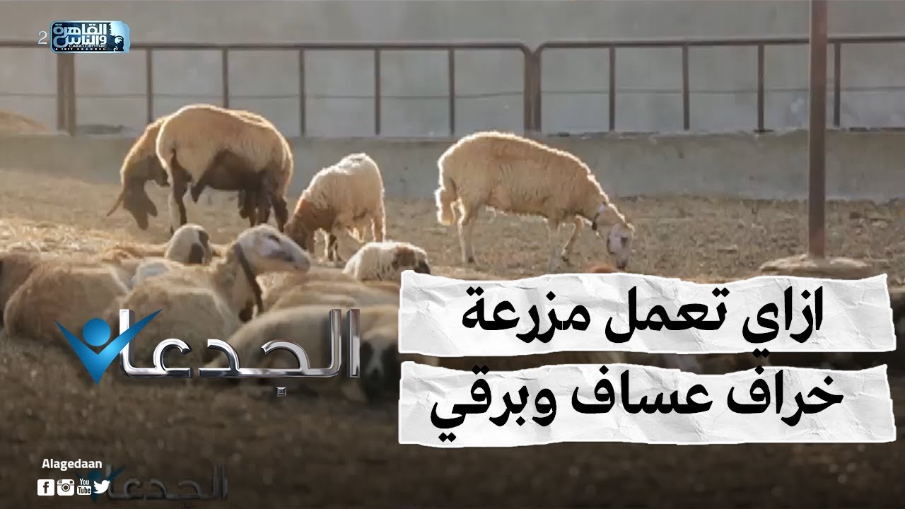 ازاي تعمل مزرعة خراف عساف وبرقي وتكسب وتاكل حمام زى الشهد