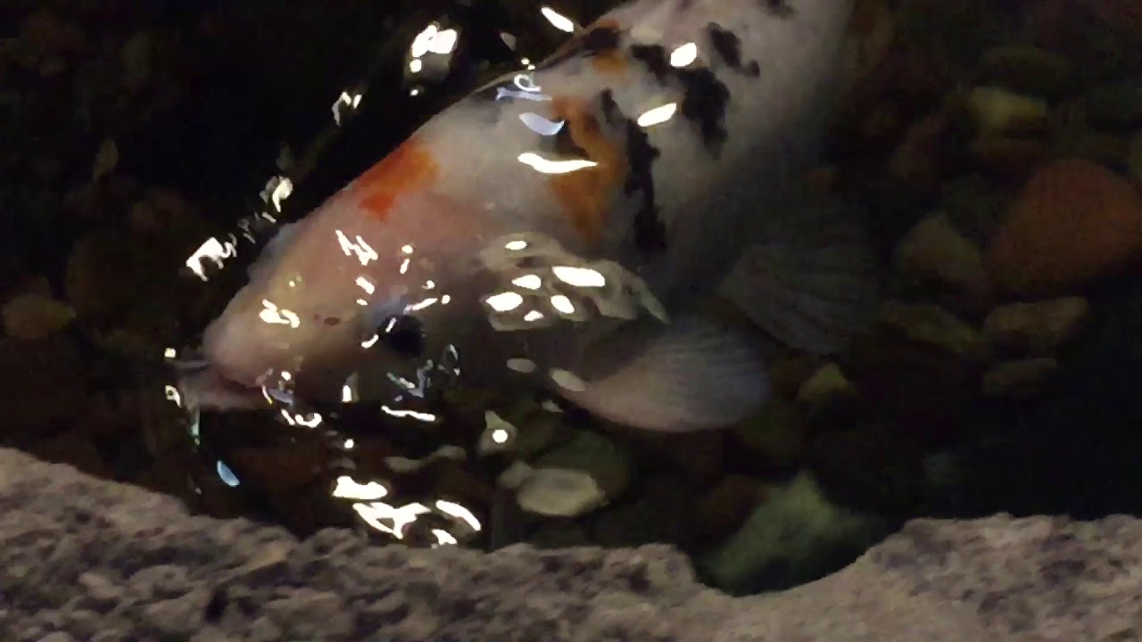 Fish are neat 2