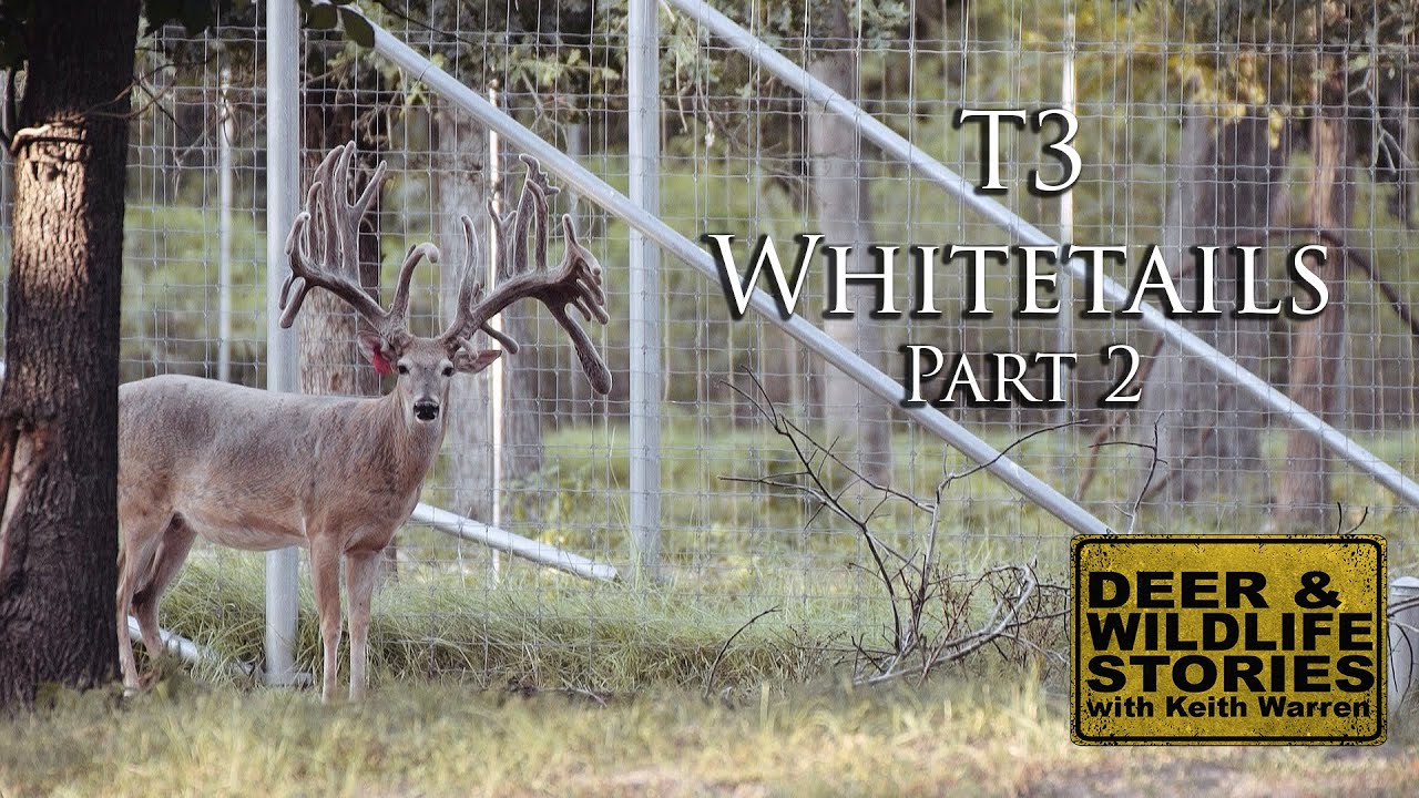 Deer & Wildlife Stories | T3 Whitetails Part 2