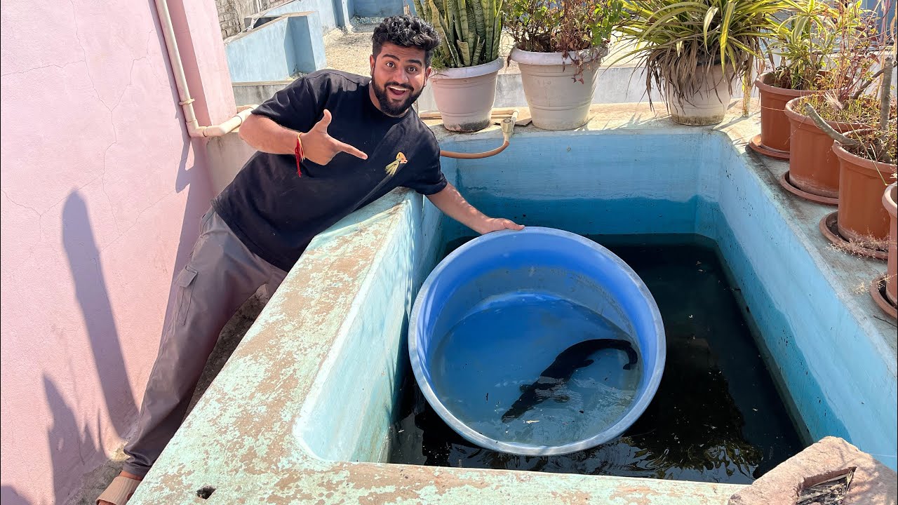 Alligator Gar Ko Bahir Nikal Diya #copper