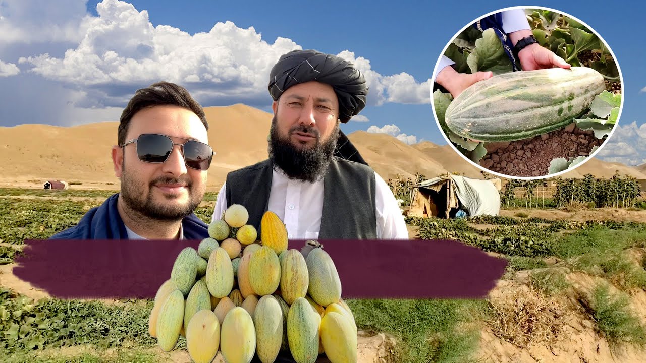 سیدآقا صاین در ولایت بادغیس | پالیزگردی وخربزه خوری | فصل خربزه در بادغیس