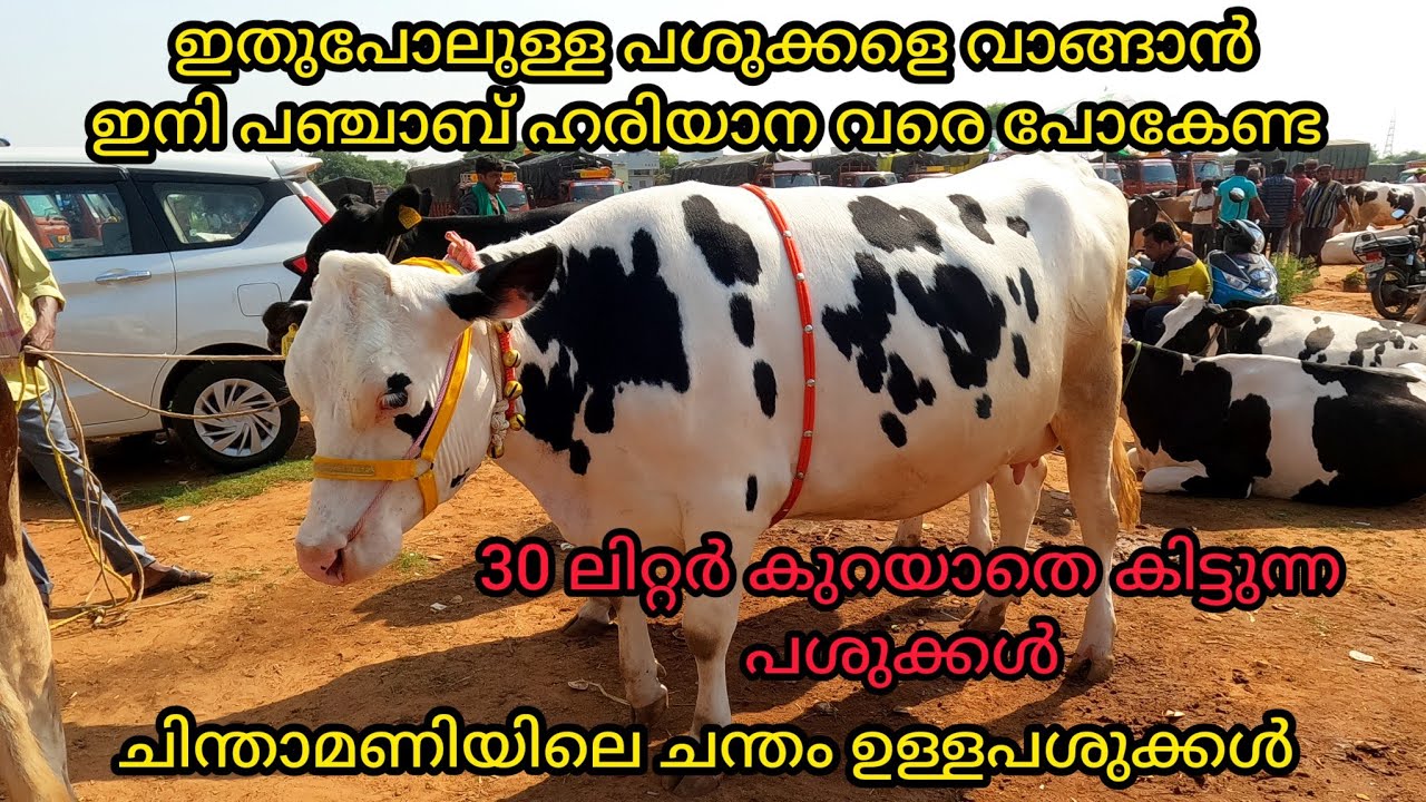 ഹരിയാന, പഞ്ചാബ് ൽ ഉള്ള അതെ ക്വാളിറ്റി ഉള്ള HF പശുക്കൾ വാങ്ങാം|Top Quality HF Cows For Sale