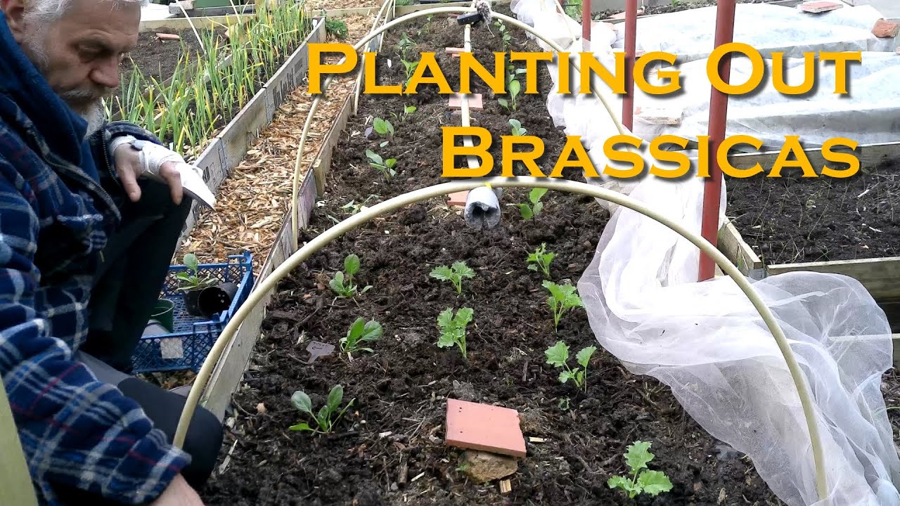 Planting Brassicas and Spinach