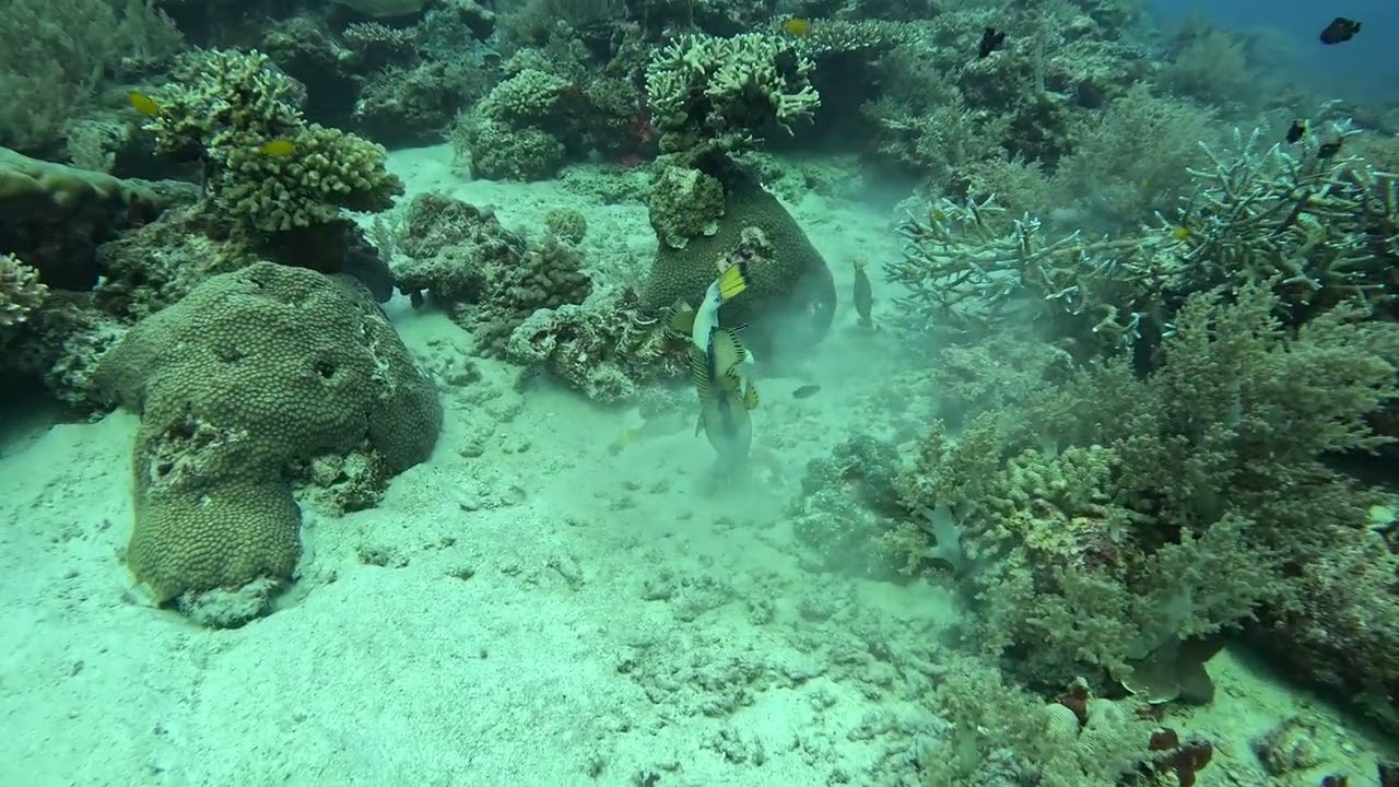 Titan Triggerfish potentially prepping a nest for her eggs Thailand 2 14 26