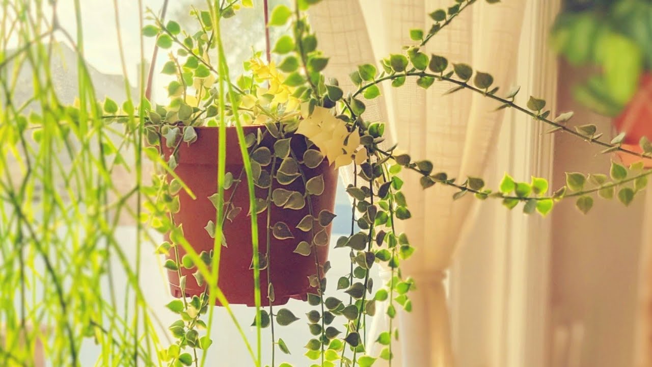 April 2023 Spring Plant Updates