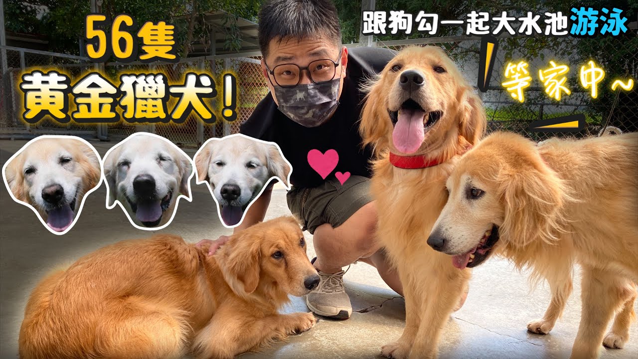 56隻黃金獵犬的狗園!等家中!超多黃金下水游泳療癒畫面!公館市集義賣領養!【公益】【許伯簡芝】Golden Retriever