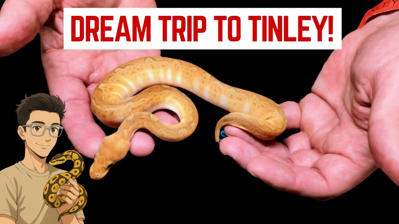 German Ball Python Breeder Meets KINOVA, Leviathan & More - Tinley Park NARBC Adventure