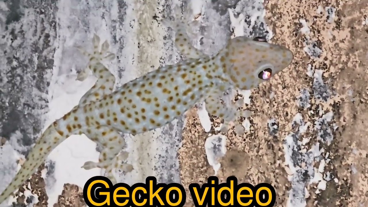 Biggecko Biglizard  geckovideo #gecko #lizard #Short 