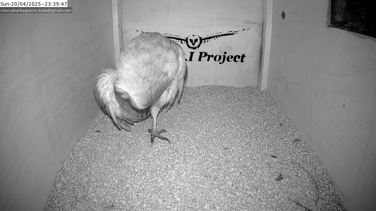 New Barn Owl in the nest!|MCBI Project |UNIN - Univeristy of Nature 4K