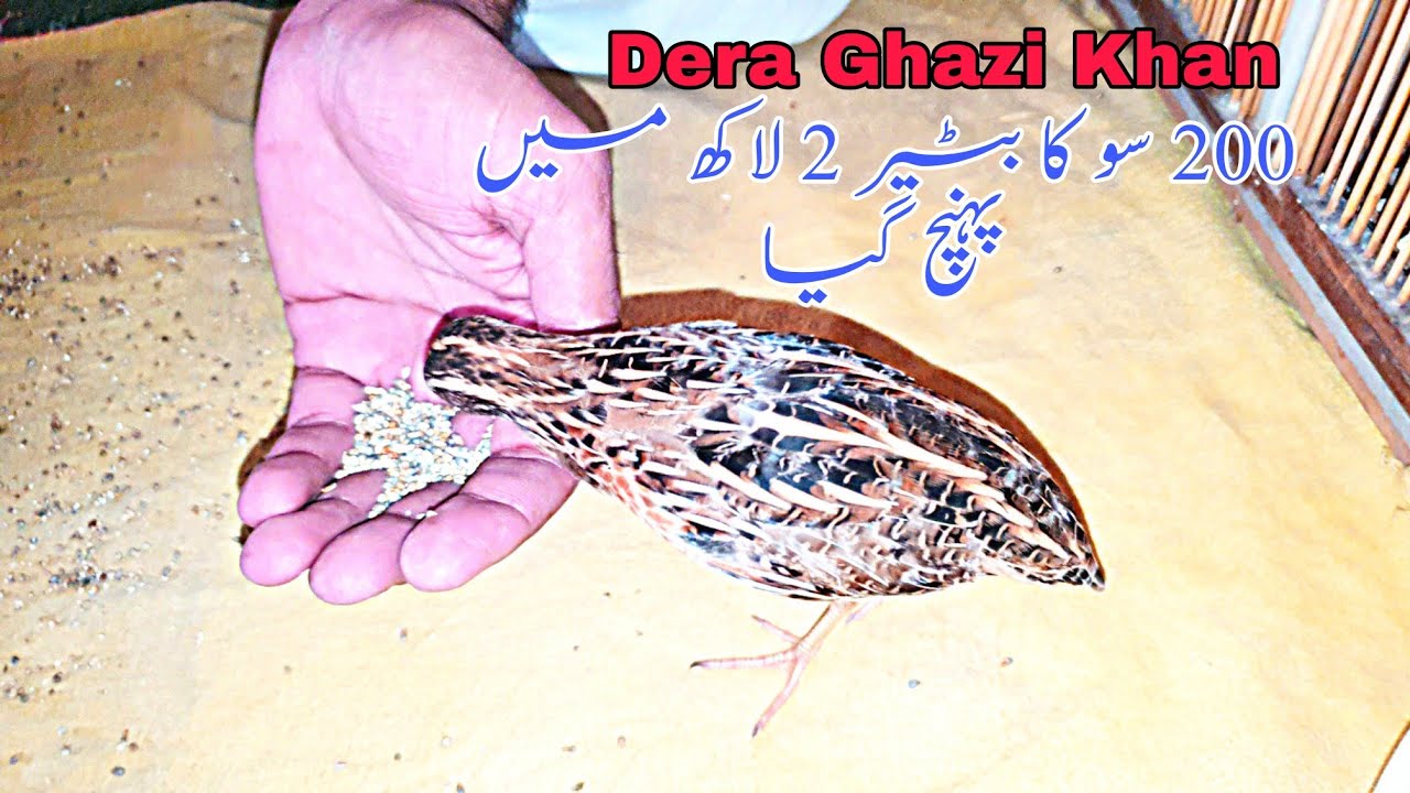 Quail Fight is big money in Pakistan