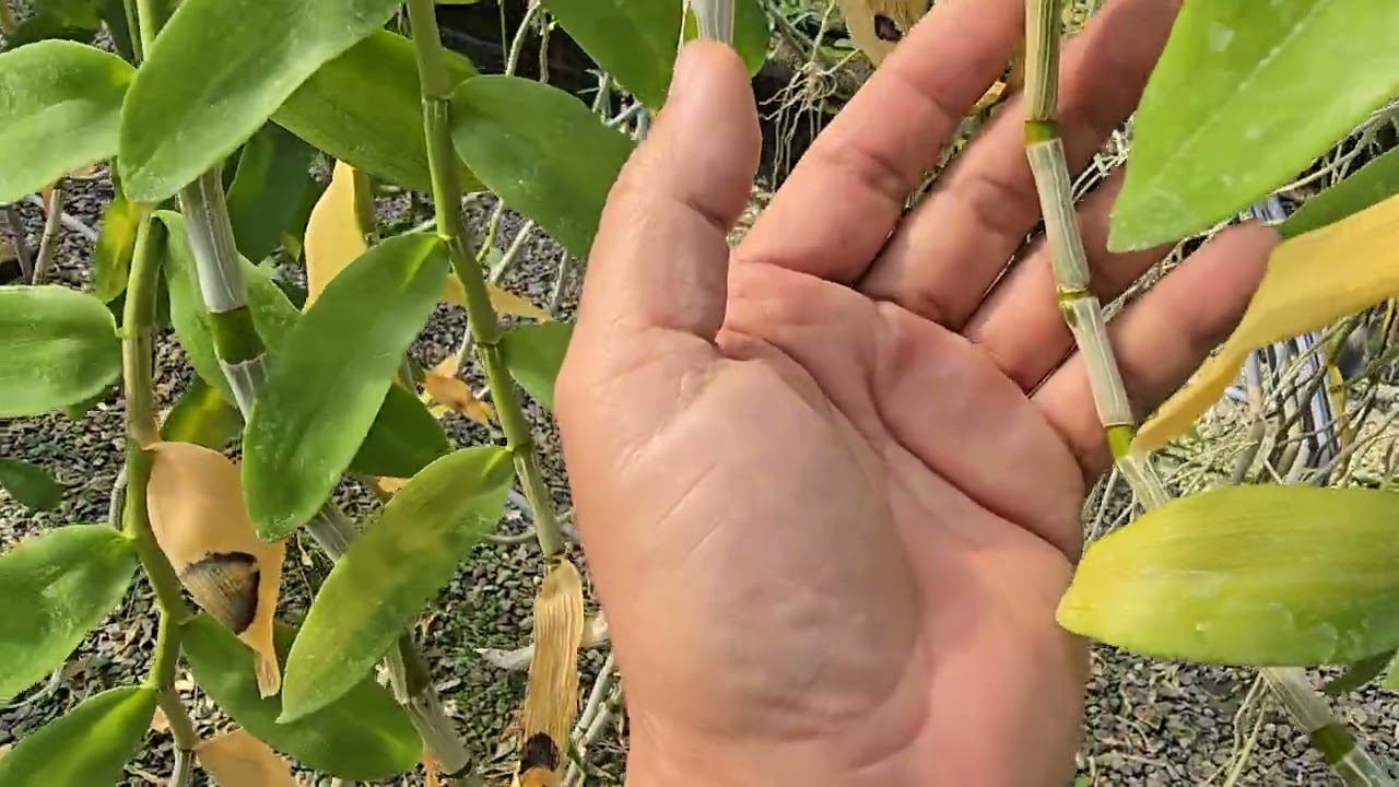 立春了，春天到了.葉子還沒掉光.要怎麼開花