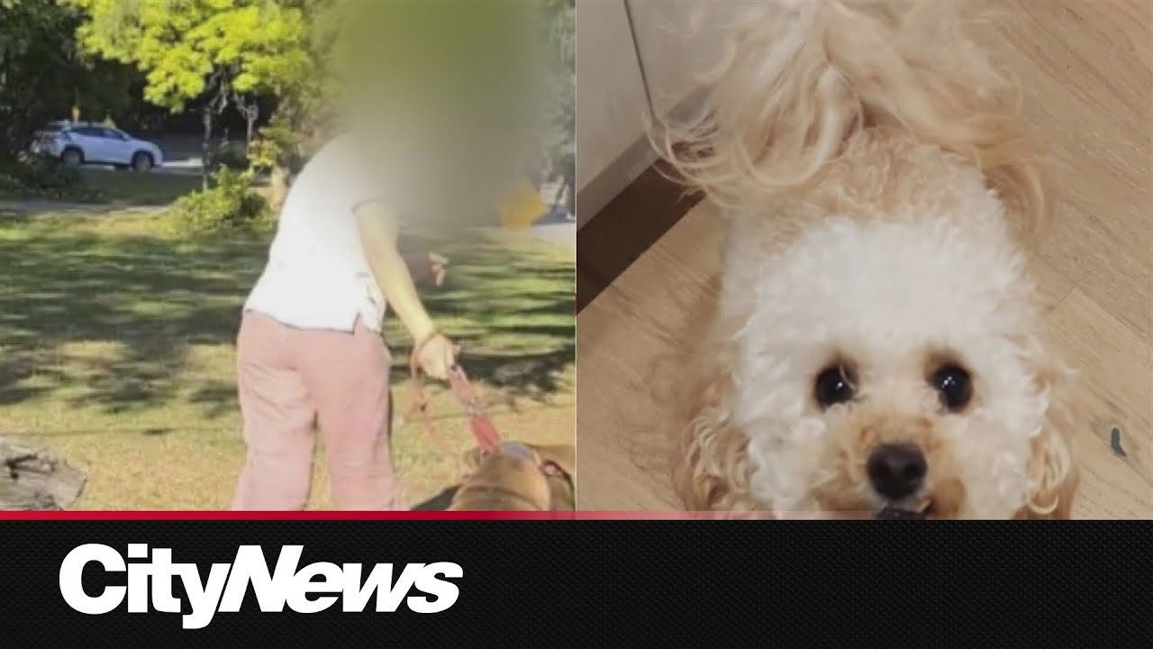 Vancouver dog owners voice concerns over recent dog attack at Second Beach
