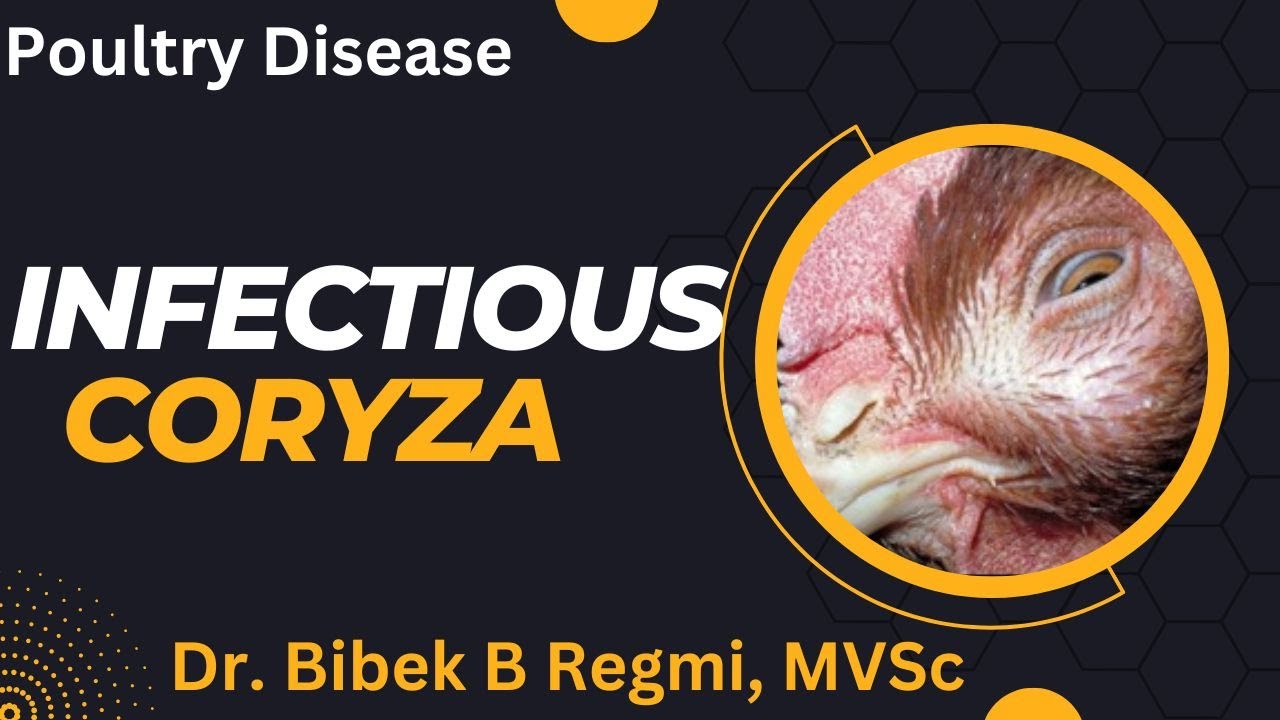 Infectious Coryza (with narration)