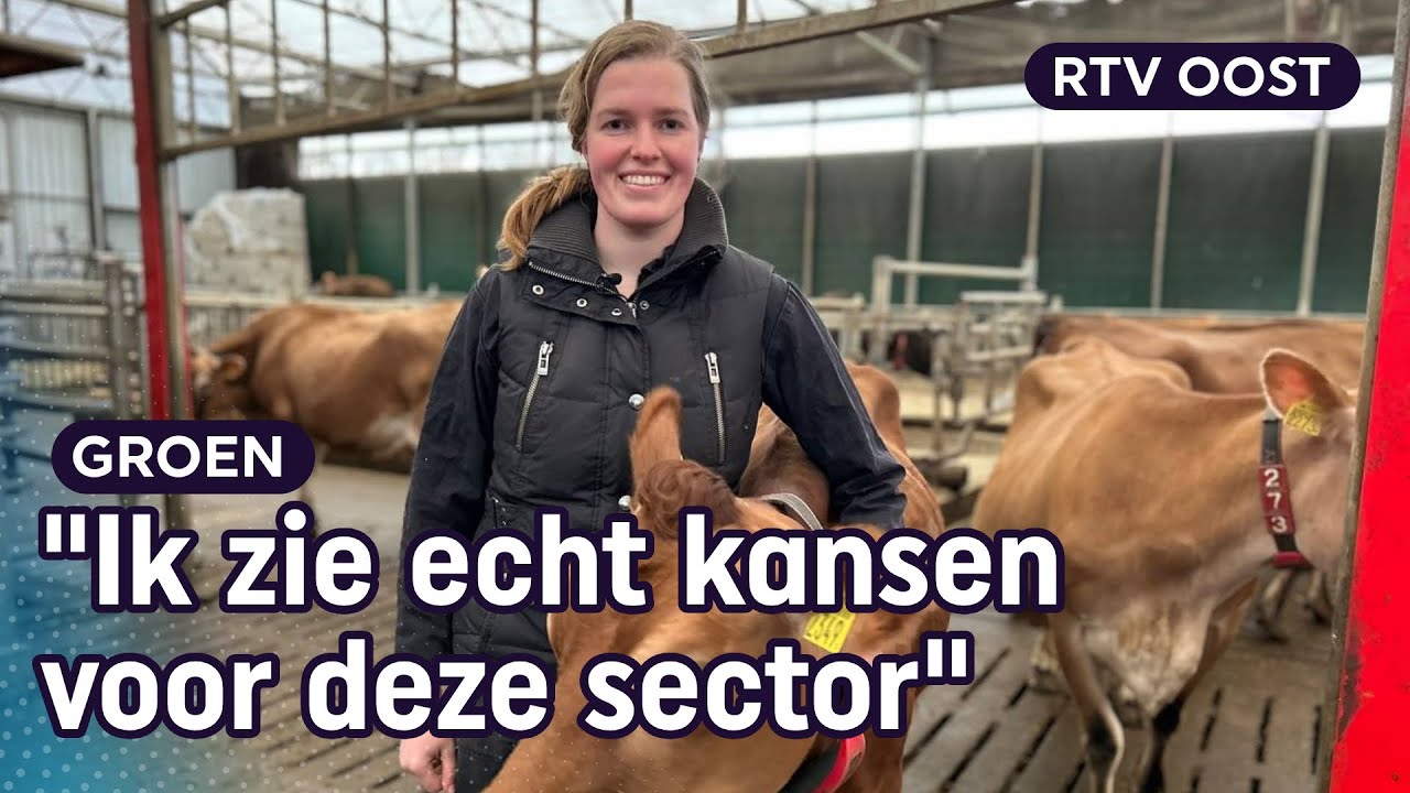 Stoten deze bruine koeien minder stikstof uit? Boerin Maike test het | RTV Oost
