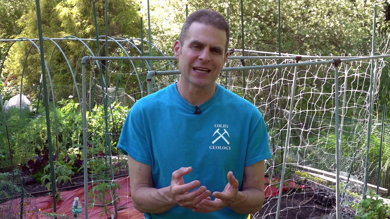 How to control leaf miner