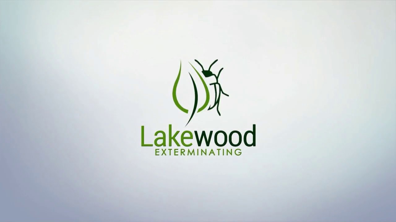 Lakewood Exterminating's Expert Advice on How Mice Can Get in Your Home? | LakewoodExterminating.com